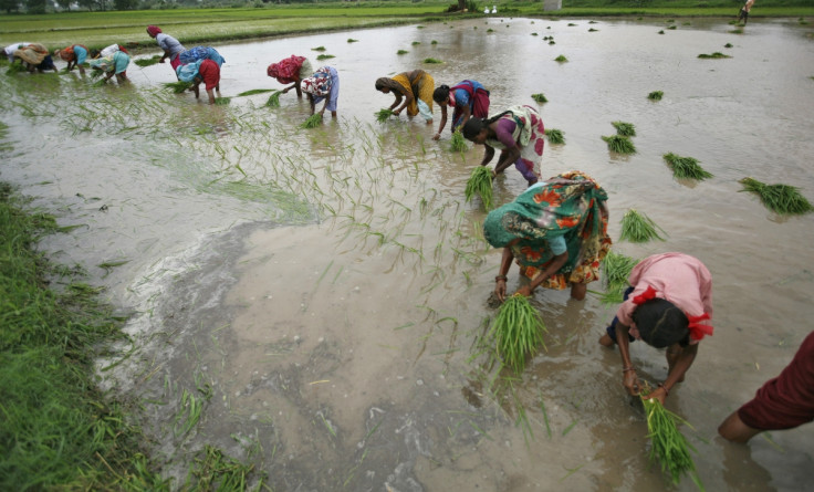 Paddy fields, India