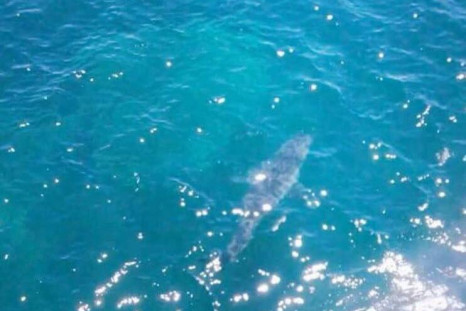 seven metre great white shark