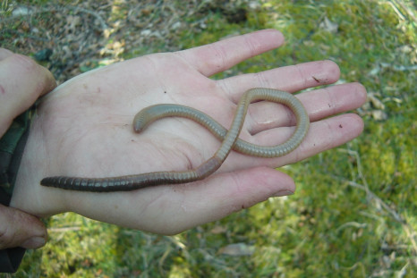 Giant worm
