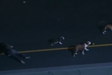 Police chase dogs