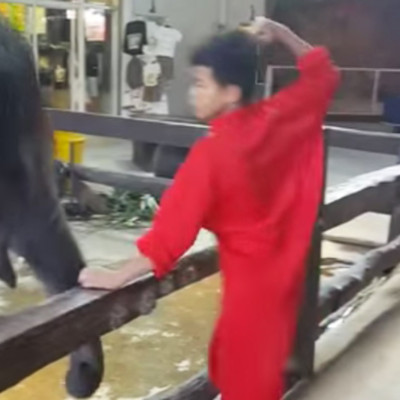 boy pretends to punch elephant