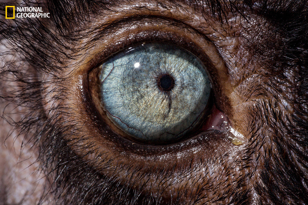 Eyes wide open National Geographic takes a fascinating closeup look