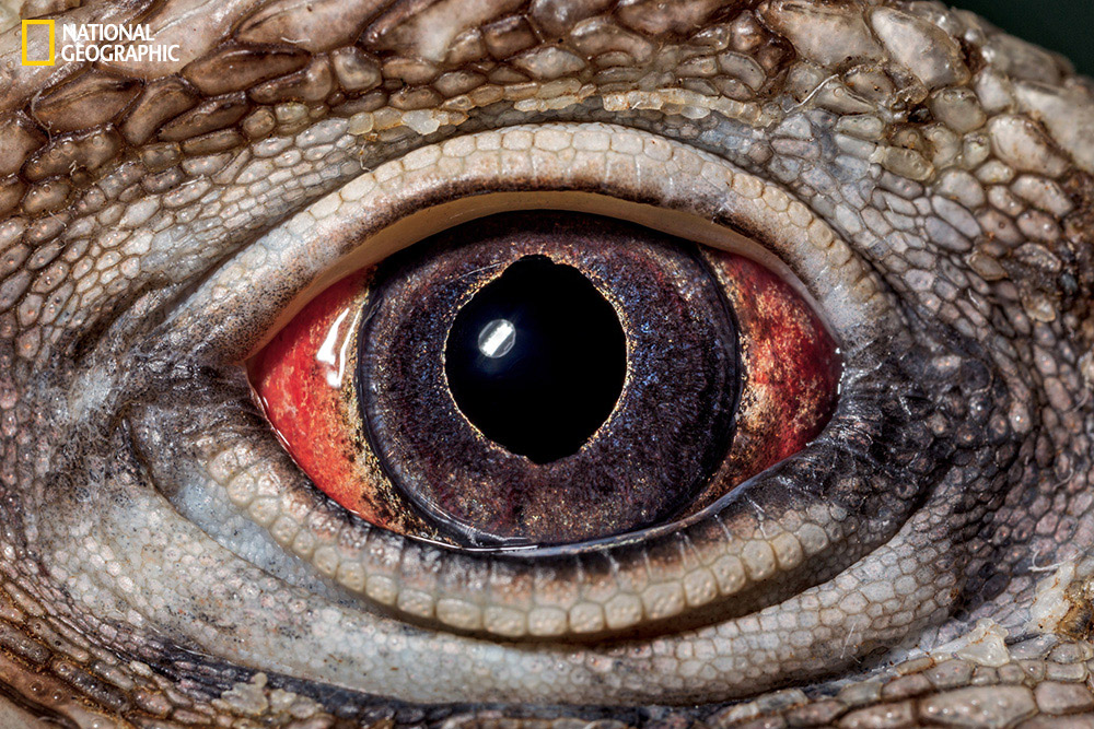 Eyes wide open: National Geographic takes a fascinating close-up look
