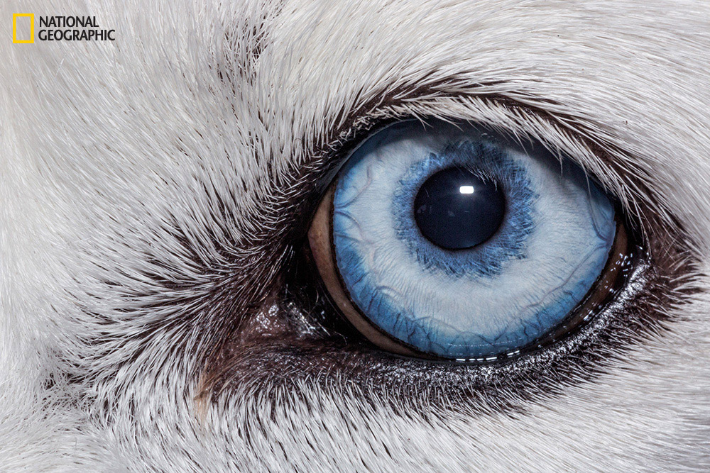 Eyes wide open: National Geographic takes a fascinating close-up look