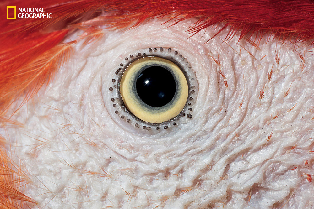 Eyes wide open National Geographic takes a fascinating closeup look