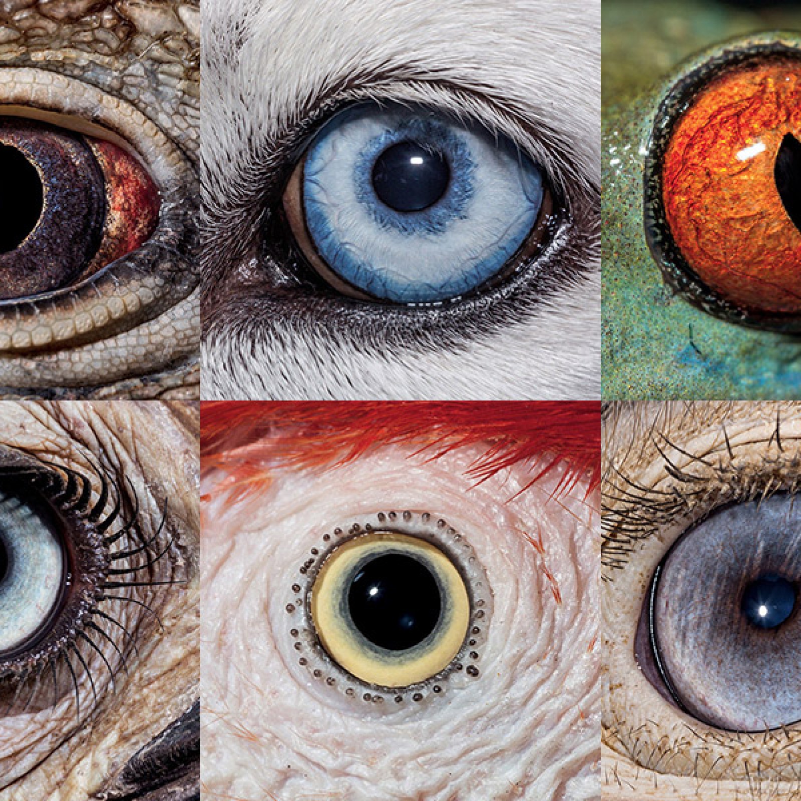 Animal Eyes Close Up animal-eyes-close-up
