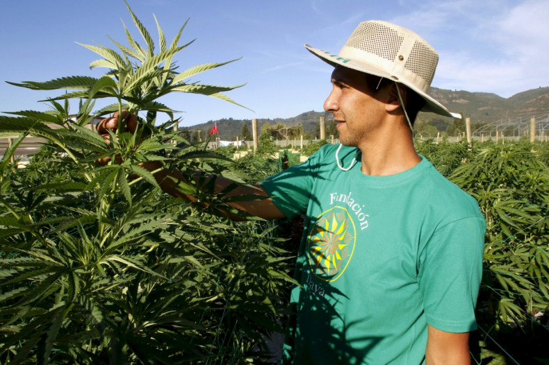 Marijuana farm