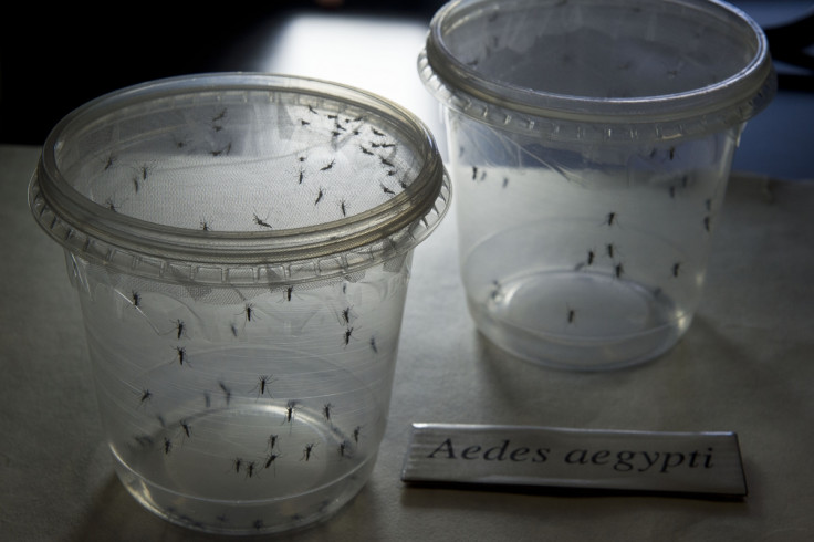 Aedes aegypti mosquito