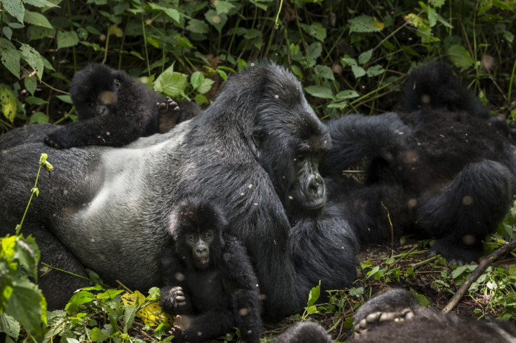 Virunga mountain gorillas