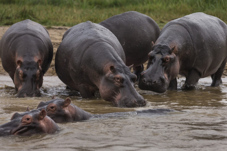Virunga hippopotamuses