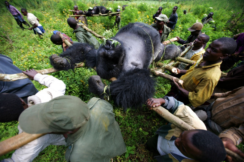 Virunga poaching