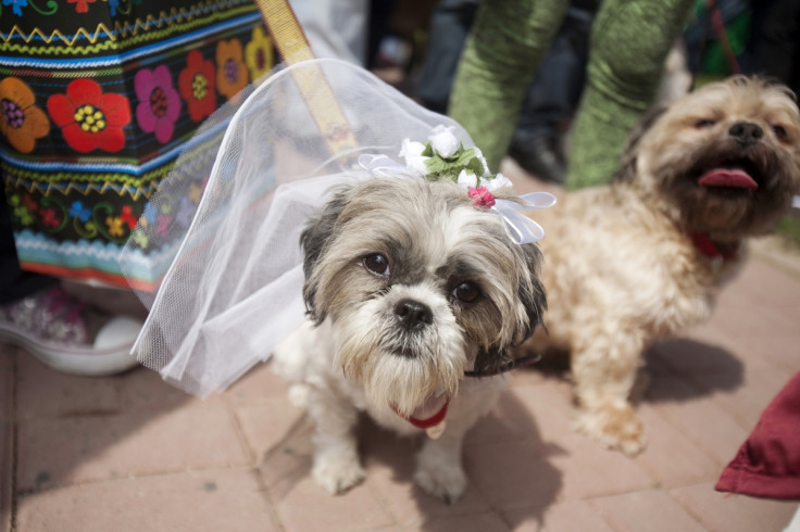 boy marries dog