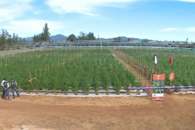 Medical marijuana farm in Chile