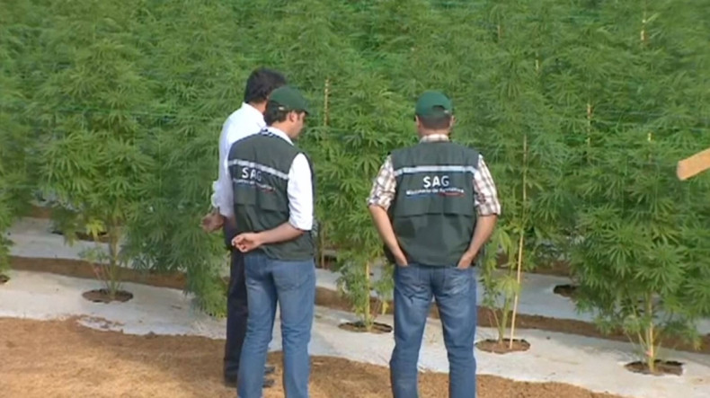 Chile marijuana farm