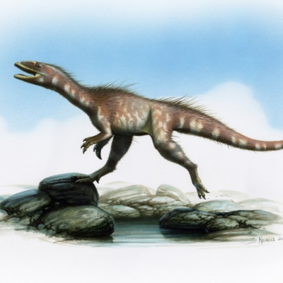 Representation of Dracoraptor hanigani
