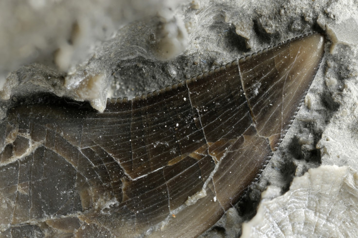 Excavated tooth