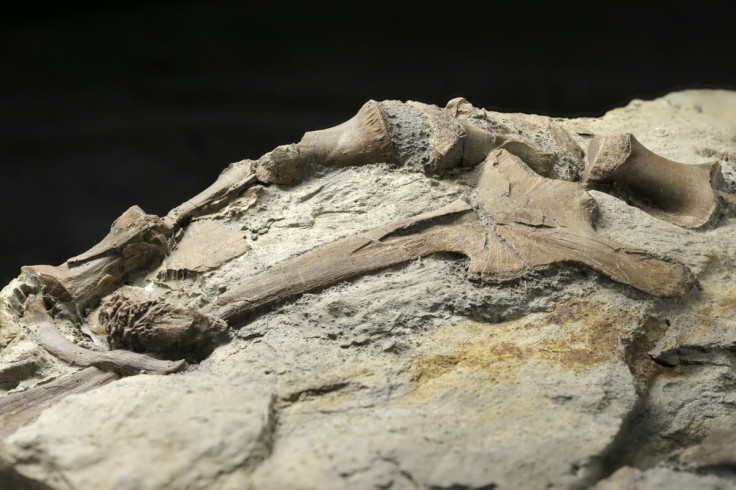 Hip and vertebrae of dinosaur