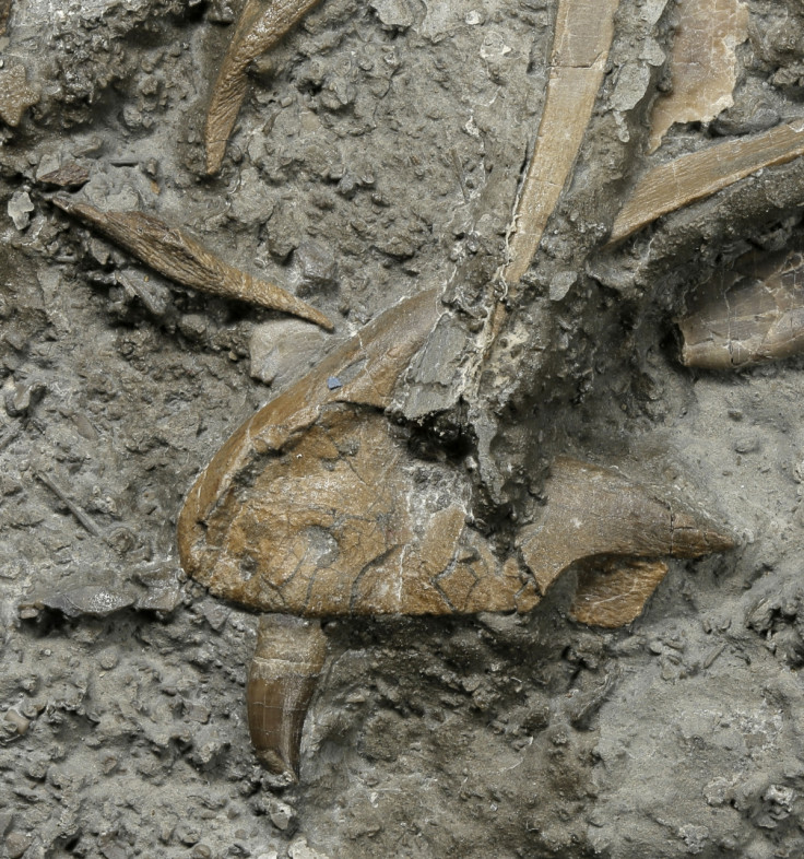 Jaw and tooth of dinosaur