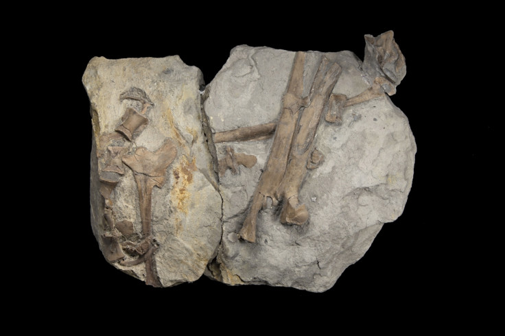 Hip and leg bones of dinosaur