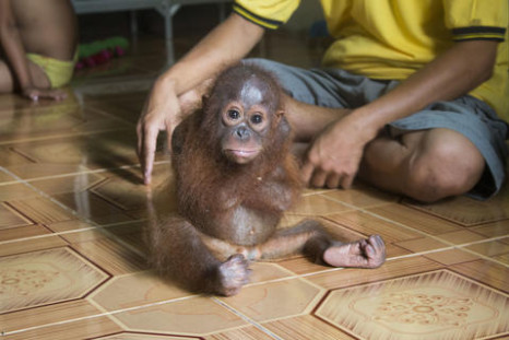 Joss the orangutan