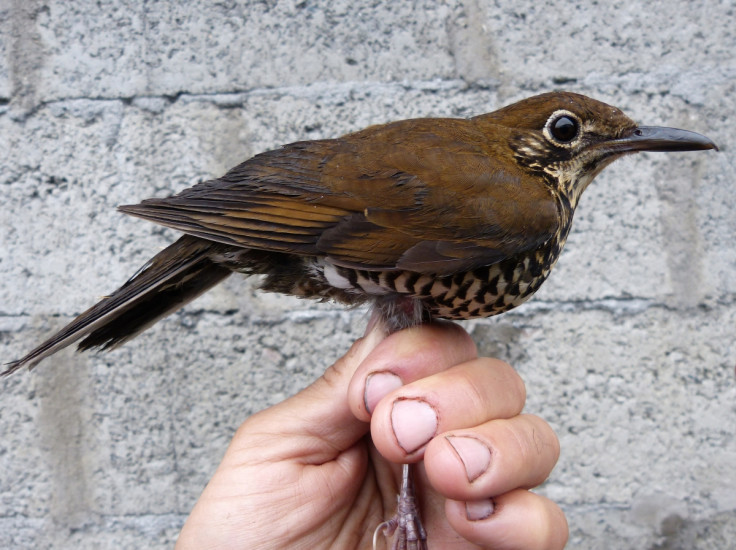 Himalayan forest thrush