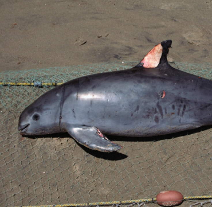 vaquita porpoise