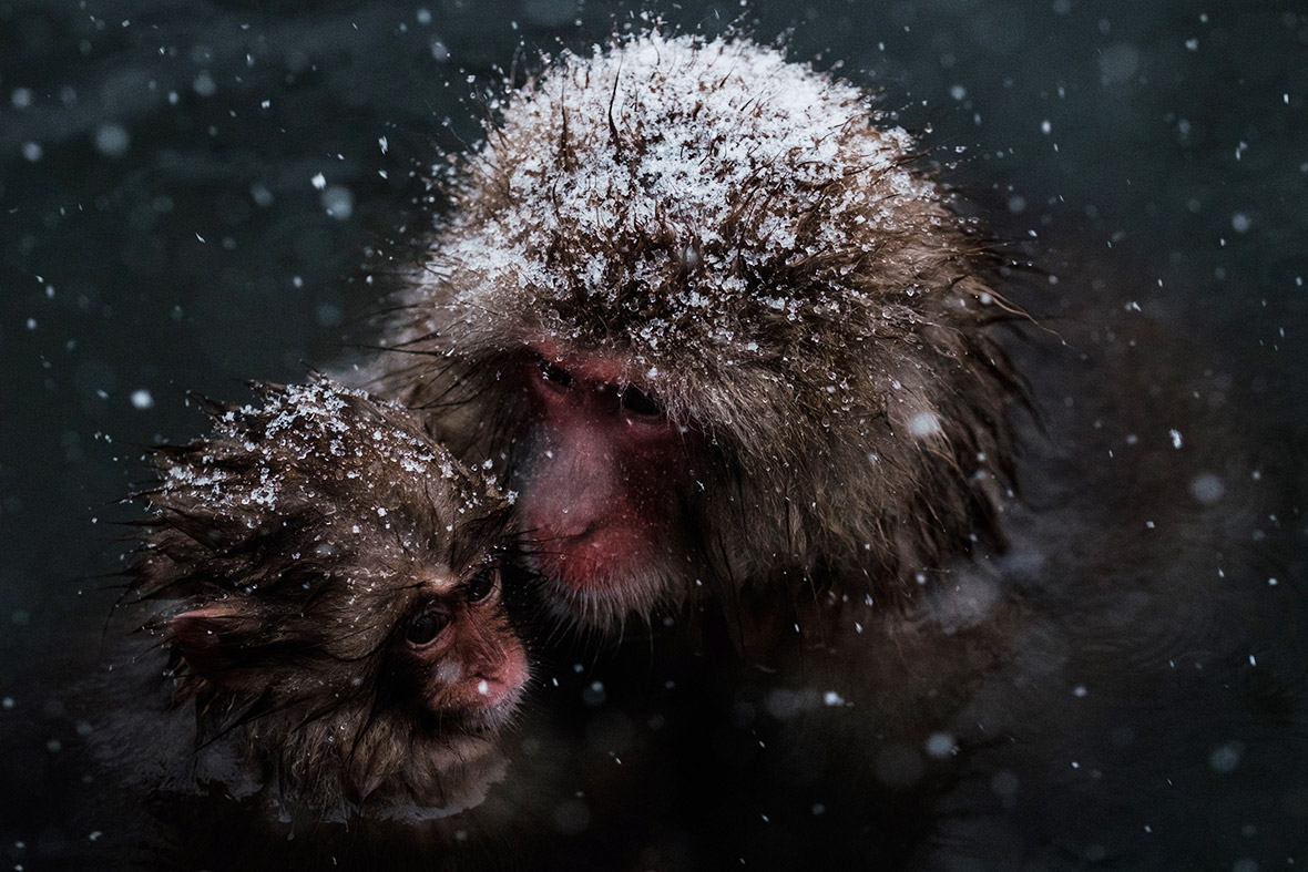 pictures Snow monkeys bathe in hot springs on frozen ground