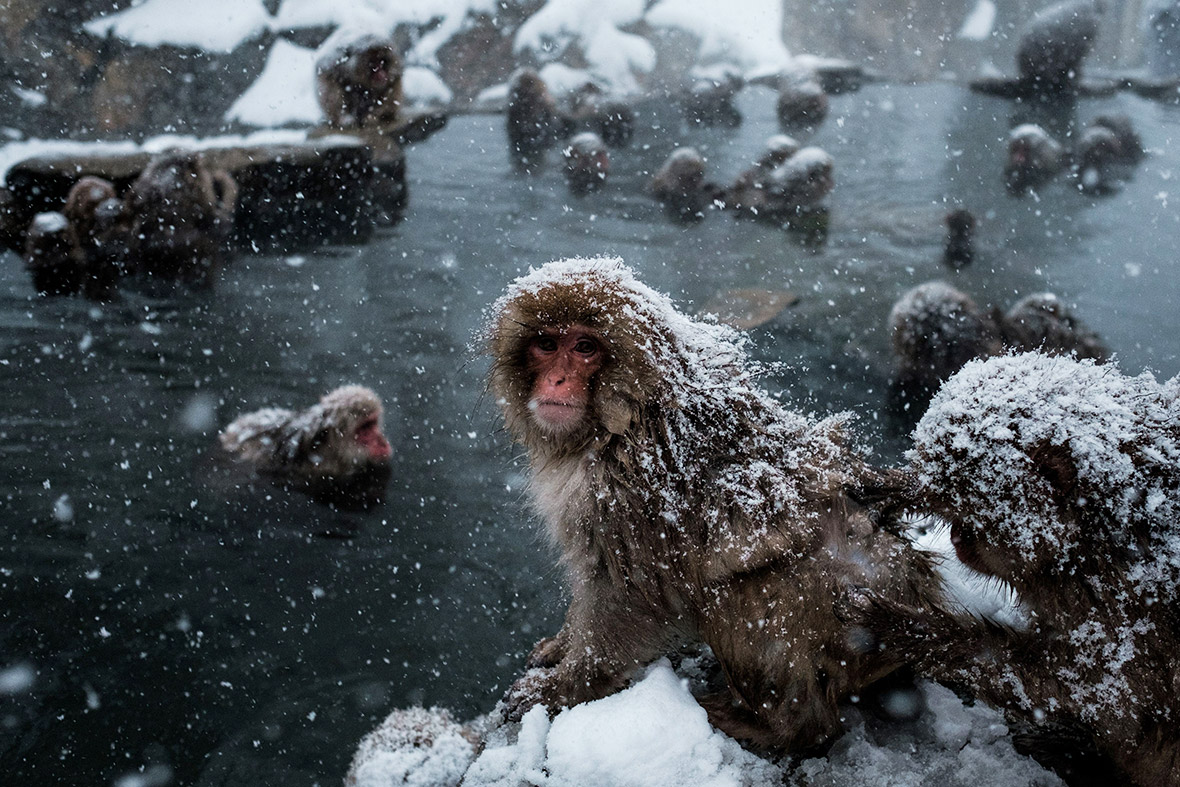 pictures Snow monkeys bathe in hot springs on frozen ground