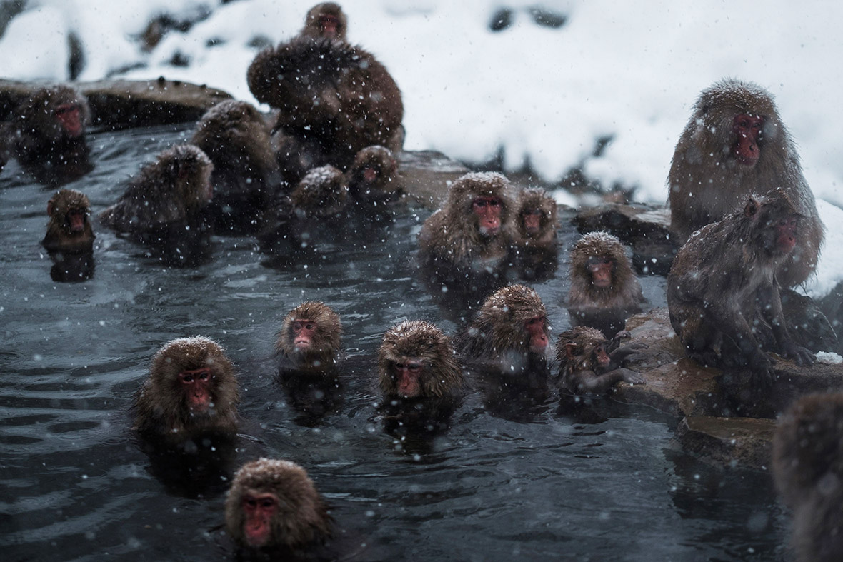 pictures Snow monkeys bathe in hot springs on frozen ground