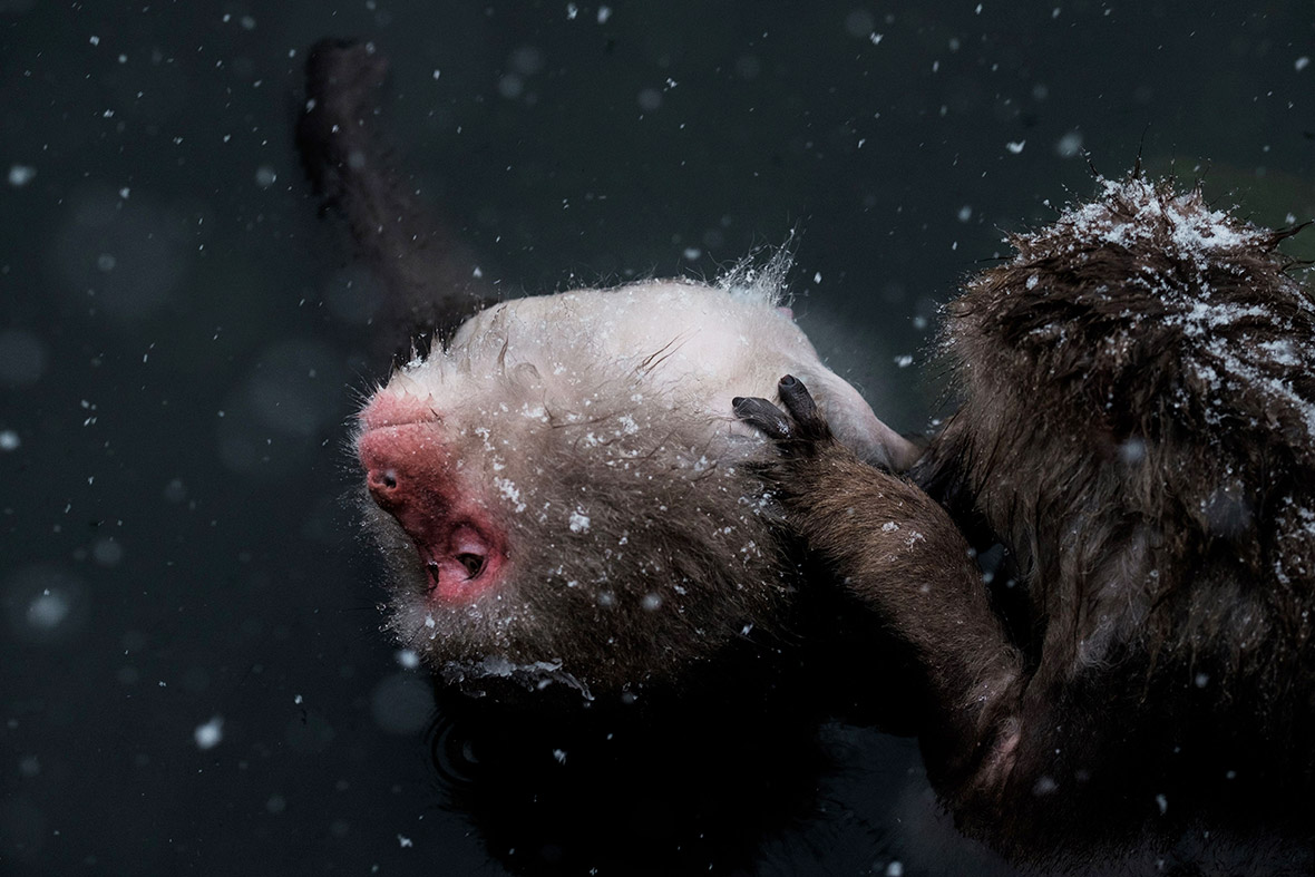 pictures Snow monkeys bathe in hot springs on frozen ground
