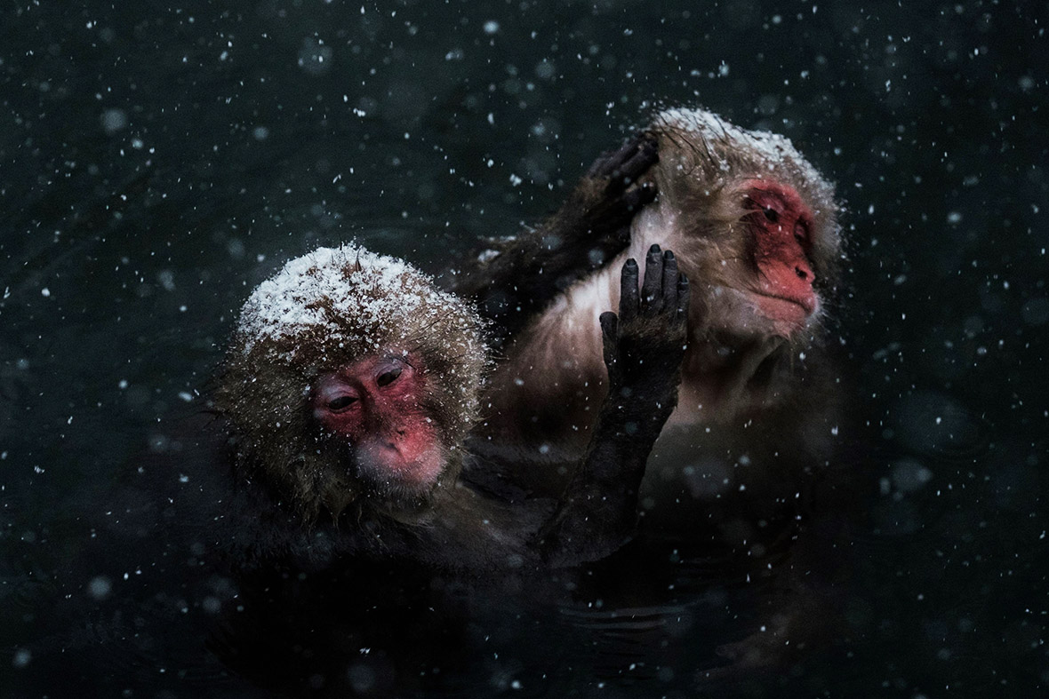 pictures Snow monkeys bathe in hot springs on frozen ground