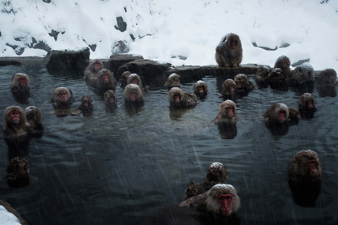 Japanese wild monkeys