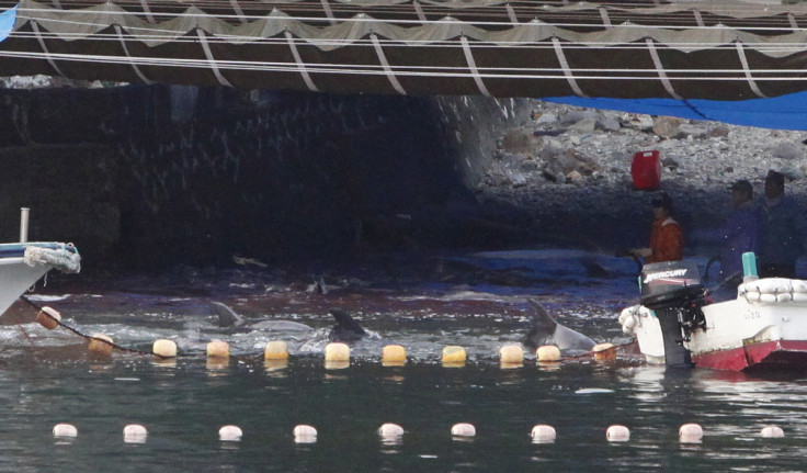 taiji dolphin slaughter