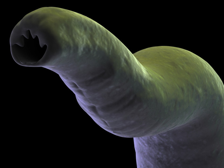 China: Giant tapeworm measuring 6.2m found in man's stomach after he ...