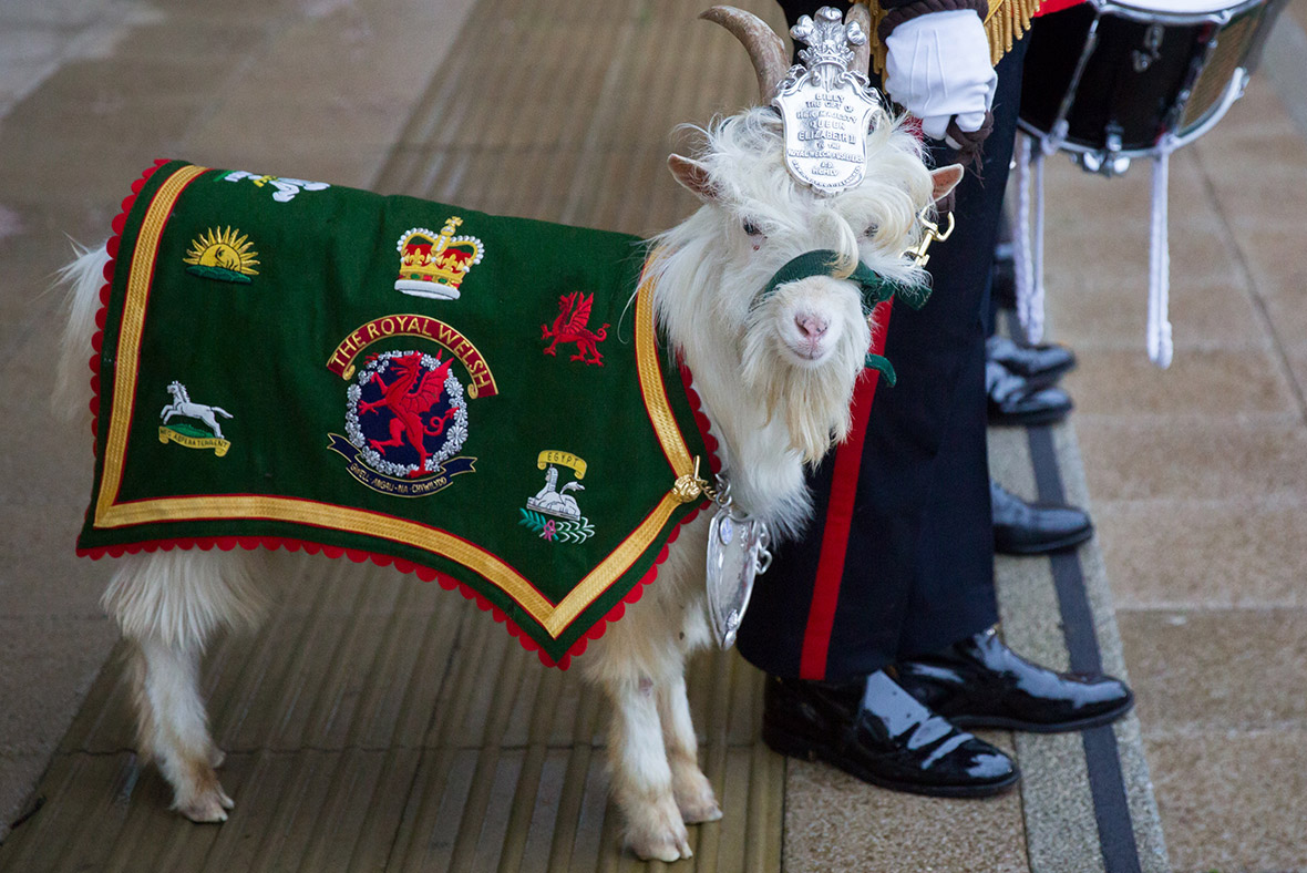 Royal Welsh regimental goat Fusilier Llywelyn