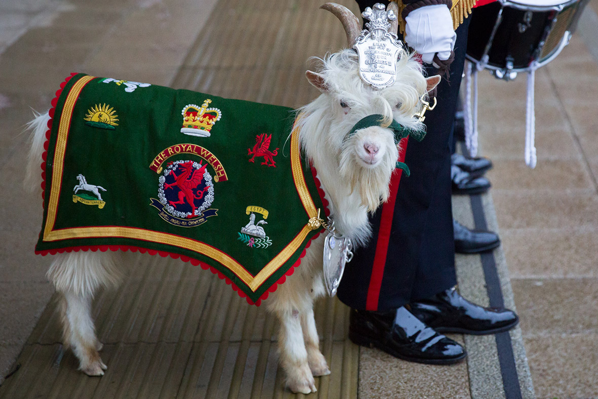 Meet Fusilier Llywelyn, the 1st Battalion of the Royal Welsh's new