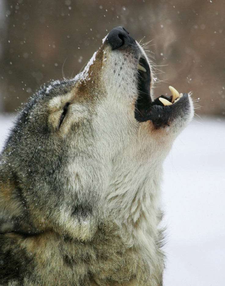 wolf howling