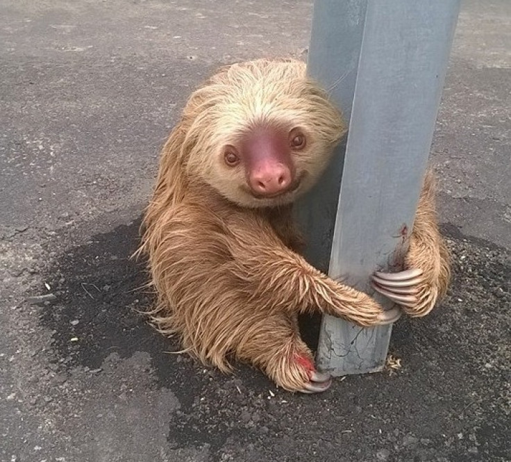 sloth