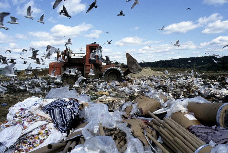 Birds on landfill