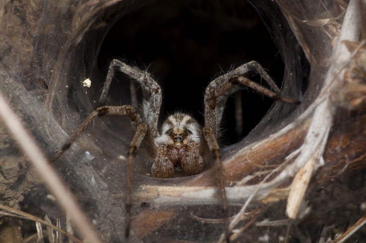 Funnel-web spider