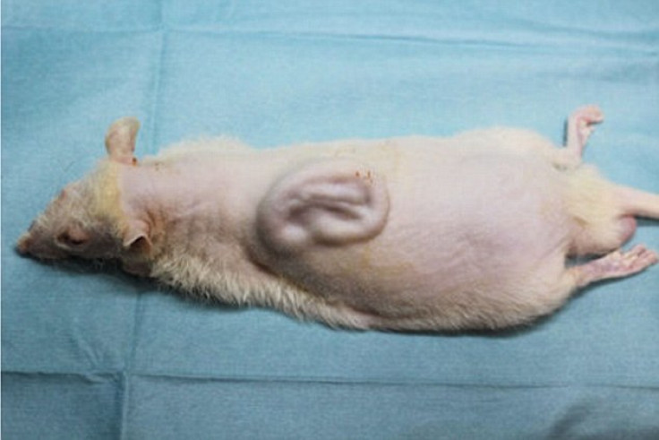 Rat with implanted human ear