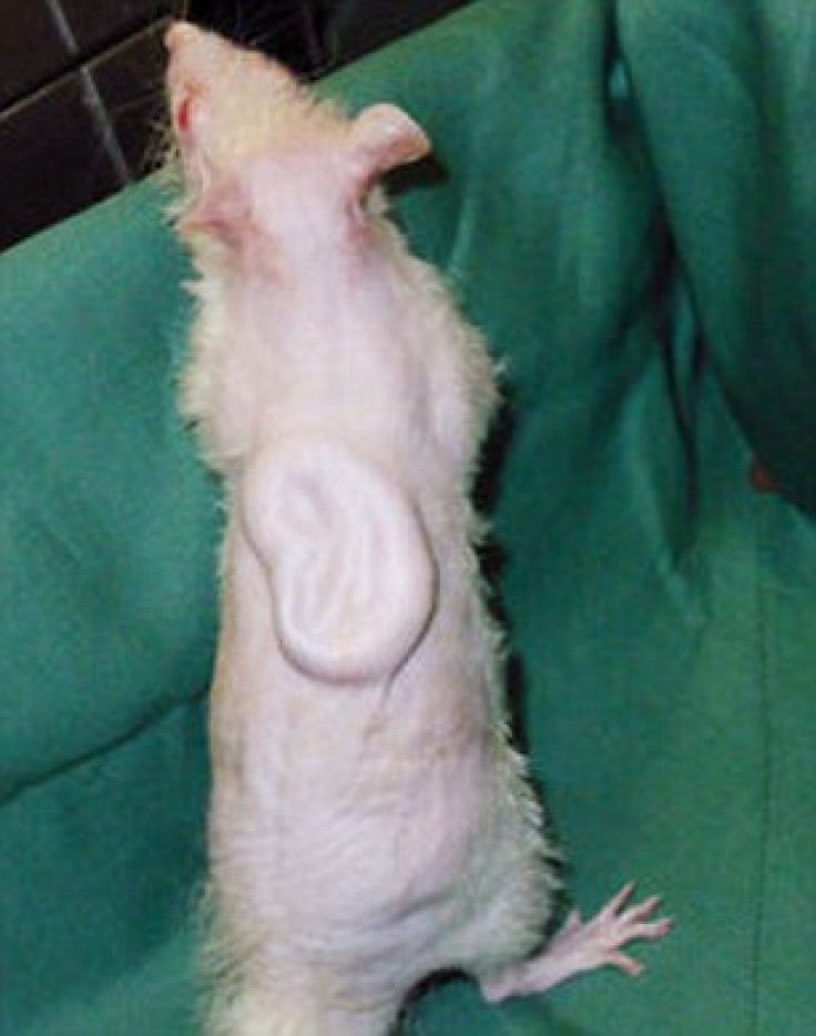 Rat with implanted human ear