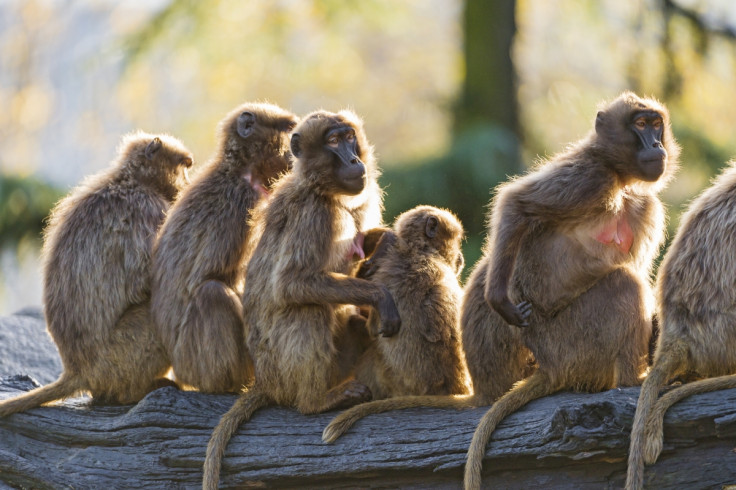 Baboons