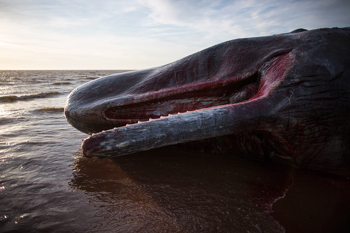 Sperm Whales