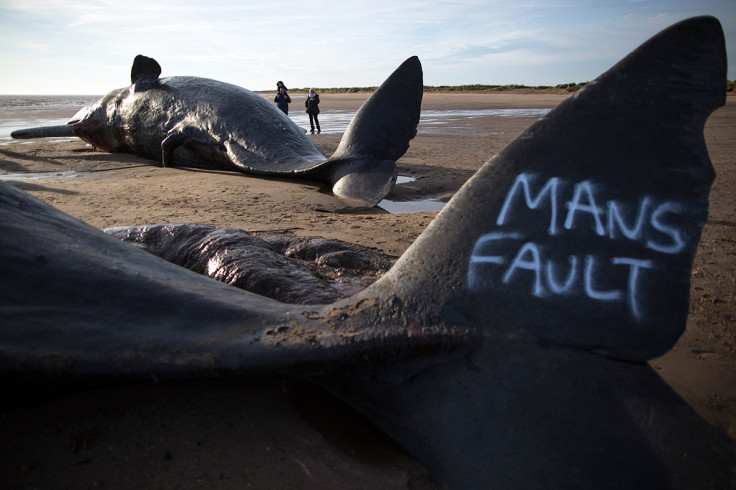 Sperm Whales