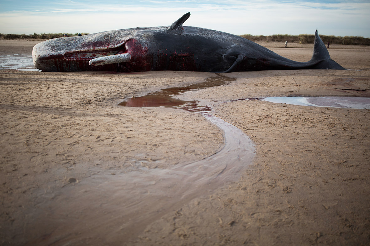 Sperm Whales beached in Skegness: Horrifying photos of the mammals ...