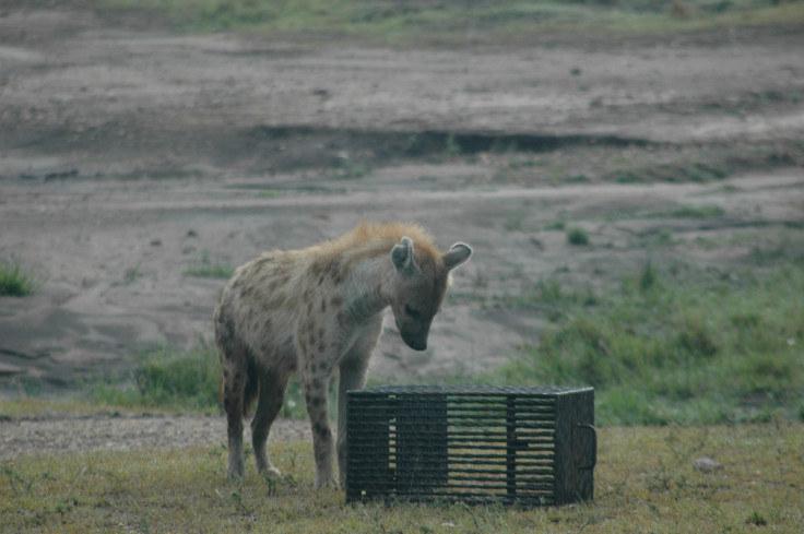 Spotted hyena