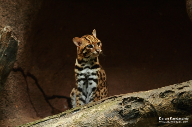 Leopard Cat