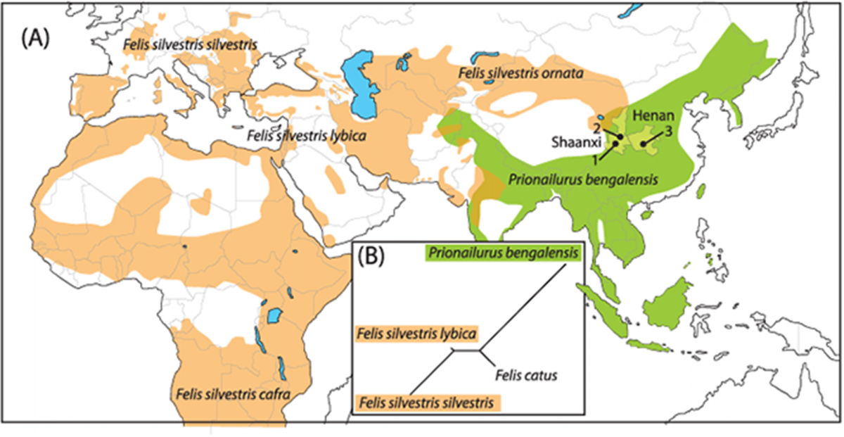 Domestic cats in China arrived 5,500 years ago independently of ...