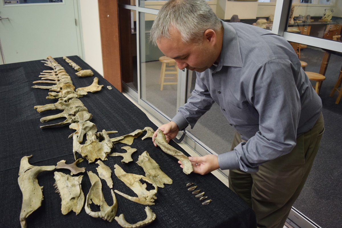 Eotrachodon: 83 million-year-old 'ugly' duck-billed dinosaur skeleton ...